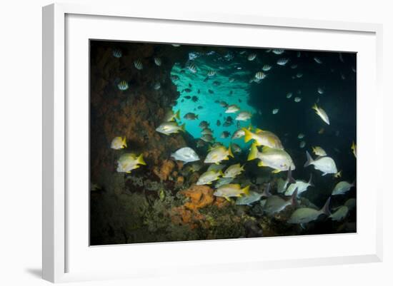 Schoolmaster Snappers, Mangrove Snappers, Sergeant Major Fish and Other Tropical Fish, Bahamas-James White-Framed Photographic Print