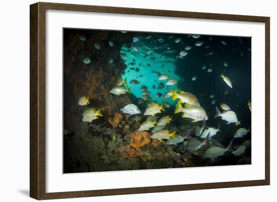 Schoolmaster Snappers, Mangrove Snappers, Sergeant Major Fish and Other Tropical Fish, Bahamas-James White-Framed Photographic Print