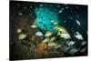 Schoolmaster Snappers, Mangrove Snappers, Sergeant Major Fish and Other Tropical Fish, Bahamas-James White-Stretched Canvas