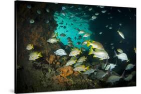 Schoolmaster Snappers, Mangrove Snappers, Sergeant Major Fish and Other Tropical Fish, Bahamas-James White-Stretched Canvas