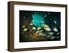 Schoolmaster Snappers, Mangrove Snappers, Sergeant Major Fish and Other Tropical Fish, Bahamas-James White-Framed Photographic Print