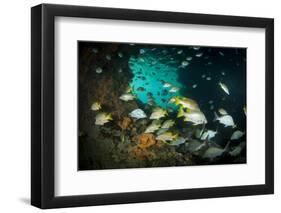 Schoolmaster Snappers, Mangrove Snappers, Sergeant Major Fish and Other Tropical Fish, Bahamas-James White-Framed Photographic Print