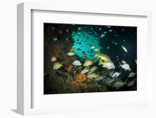 Schoolmaster Snappers, Mangrove Snappers, Sergeant Major Fish and Other Tropical Fish, Bahamas-James White-Framed Photographic Print