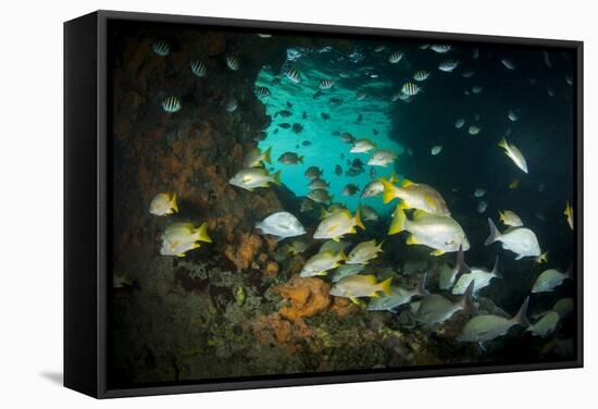 Schoolmaster Snappers, Mangrove Snappers, Sergeant Major Fish and Other Tropical Fish, Bahamas-James White-Framed Stretched Canvas