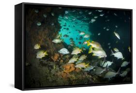 Schoolmaster Snappers, Mangrove Snappers, Sergeant Major Fish and Other Tropical Fish, Bahamas-James White-Framed Stretched Canvas