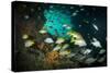 Schoolmaster Snappers, Mangrove Snappers, Sergeant Major Fish and Other Tropical Fish, Bahamas-James White-Stretched Canvas