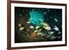 Schoolmaster Snappers, Mangrove Snappers, Sergeant Major Fish and Other Tropical Fish, Bahamas-James White-Framed Photographic Print