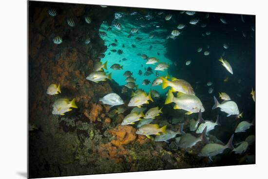 Schoolmaster Snappers, Mangrove Snappers, Sergeant Major Fish and Other Tropical Fish, Bahamas-James White-Mounted Premium Photographic Print