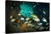 Schoolmaster Snappers, Mangrove Snappers, Sergeant Major Fish and Other Tropical Fish, Bahamas-James White-Stretched Canvas