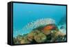 Schoolof Pygmy Sweepers and a Coral Grouper-Reinhard Dirscherl-Framed Stretched Canvas
