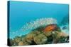 Schoolof Pygmy Sweepers and a Coral Grouper-Reinhard Dirscherl-Stretched Canvas