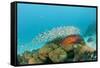 Schoolof Pygmy Sweepers and a Coral Grouper-Reinhard Dirscherl-Framed Stretched Canvas