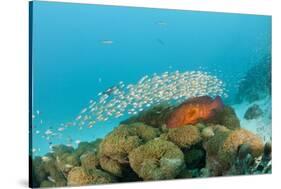 Schoolof Pygmy Sweepers and a Coral Grouper-Reinhard Dirscherl-Stretched Canvas