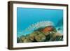 Schoolof Pygmy Sweepers and a Coral Grouper-Reinhard Dirscherl-Framed Photographic Print