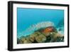 Schoolof Pygmy Sweepers and a Coral Grouper-Reinhard Dirscherl-Framed Photographic Print