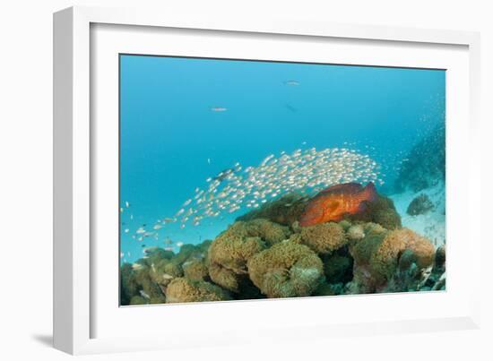 Schoolof Pygmy Sweepers and a Coral Grouper-Reinhard Dirscherl-Framed Photographic Print