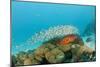 Schoolof Pygmy Sweepers and a Coral Grouper-Reinhard Dirscherl-Mounted Photographic Print
