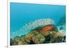 Schoolof Pygmy Sweepers and a Coral Grouper-Reinhard Dirscherl-Framed Photographic Print