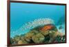 Schoolof Pygmy Sweepers and a Coral Grouper-Reinhard Dirscherl-Framed Photographic Print