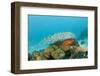 Schoolof Pygmy Sweepers and a Coral Grouper-Reinhard Dirscherl-Framed Photographic Print