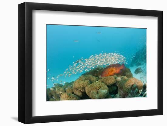 Schoolof Pygmy Sweepers and a Coral Grouper-Reinhard Dirscherl-Framed Photographic Print