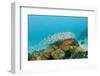 Schoolof Pygmy Sweepers and a Coral Grouper-Reinhard Dirscherl-Framed Photographic Print