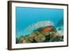 Schoolof Pygmy Sweepers and a Coral Grouper-Reinhard Dirscherl-Framed Photographic Print