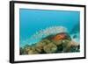 Schoolof Pygmy Sweepers and a Coral Grouper-Reinhard Dirscherl-Framed Photographic Print