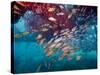 Schools of Gray Snapper, Yellowtail Snapper And Bluestripe Grunt Fish-Stocktrek Images-Stretched Canvas