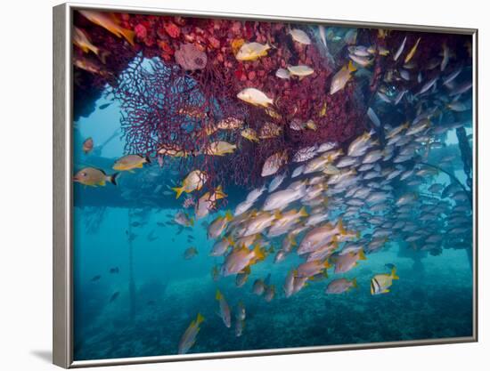 Schools of Gray Snapper, Yellowtail Snapper And Bluestripe Grunt Fish-Stocktrek Images-Framed Photographic Print