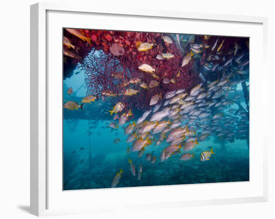 Schools of Gray Snapper, Yellowtail Snapper And Bluestripe Grunt Fish-Stocktrek Images-Framed Photographic Print