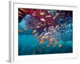 Schools of Gray Snapper, Yellowtail Snapper And Bluestripe Grunt Fish-Stocktrek Images-Framed Photographic Print