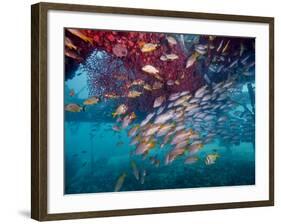 Schools of Gray Snapper, Yellowtail Snapper And Bluestripe Grunt Fish-Stocktrek Images-Framed Photographic Print