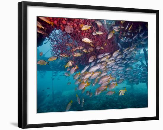 Schools of Gray Snapper, Yellowtail Snapper And Bluestripe Grunt Fish-Stocktrek Images-Framed Photographic Print