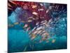 Schools of Gray Snapper, Yellowtail Snapper And Bluestripe Grunt Fish-Stocktrek Images-Mounted Photographic Print