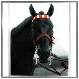 Horse Still 1-Schribler & Sons-Framed Giclee Print