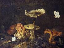 Still Life with Mushrooms and Butterflies-Schrieck-Framed Stretched Canvas