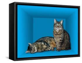 Schrodinger's Cat, Artwork-Victor De Schwanberg-Framed Stretched Canvas