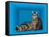 Schrodinger's Cat, Artwork-Victor De Schwanberg-Framed Stretched Canvas