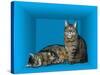 Schrodinger's Cat, Artwork-Victor De Schwanberg-Stretched Canvas