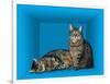 Schrodinger's Cat, Artwork-Victor De Schwanberg-Framed Photographic Print