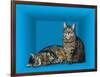 Schrodinger's Cat, Artwork-Victor De Schwanberg-Framed Photographic Print