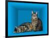 Schrodinger's Cat, Artwork-Victor De Schwanberg-Framed Photographic Print