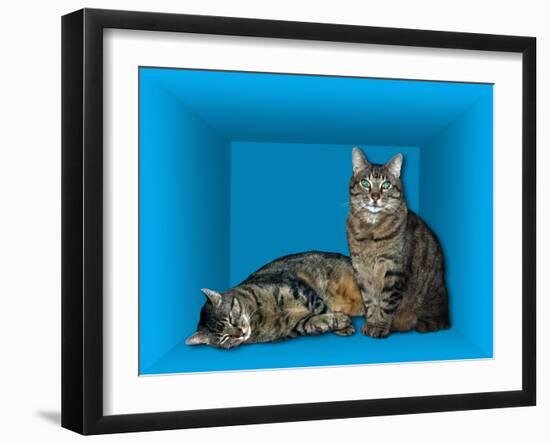 Schrodinger's Cat, Artwork-Victor De Schwanberg-Framed Photographic Print