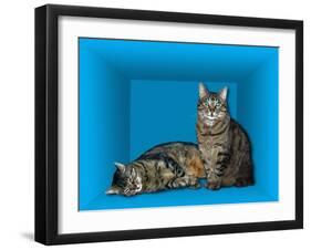 Schrodinger's Cat, Artwork-Victor De Schwanberg-Framed Photographic Print