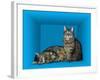 Schrodinger's Cat, Artwork-Victor De Schwanberg-Framed Photographic Print