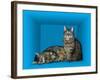 Schrodinger's Cat, Artwork-Victor De Schwanberg-Framed Photographic Print