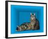 Schrodinger's Cat, Artwork-Victor De Schwanberg-Framed Photographic Print