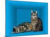 Schrodinger's Cat, Artwork-Victor De Schwanberg-Mounted Photographic Print