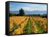 Schubert Vineyard, Martinborough, Wairarapa, North Island, New Zealand-David Wall-Framed Stretched Canvas